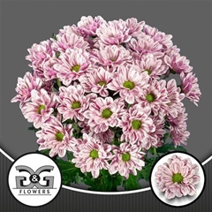 Chr T Festival 70cm 75gram