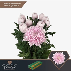 Chr G Honeymoon 70cm 95gram