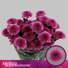 Chr T Fabienne 70cm 75gram