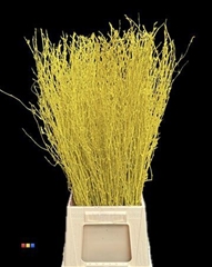 Betula / Berkentak Yellow