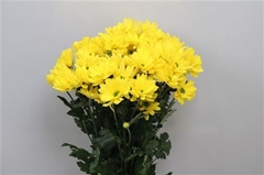 Chr T Celebrate 70cm 85gram