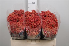 Chr San Mad Or Tyolo 55cm 110g