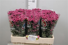 Chr San Mad Pi Tyolo 55cm 110g