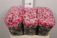 Chr San Doria Pink 55cm 110g