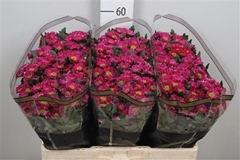 Chr San Rossi Splend 55cm 110g