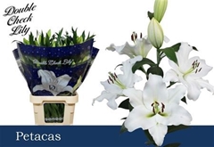 Li Ot Petacas 100cm 55+