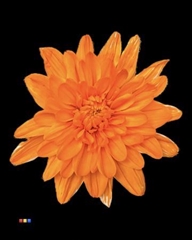 Chr T Baltica Orange