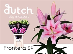 Li Or Frontera 100cm 55+