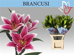 Li Ot Brancusi 100cm 31+