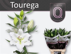 Li Or Tourega 90cm 55+