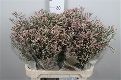 Lim Sin Blush Dia 80cm 35gram
