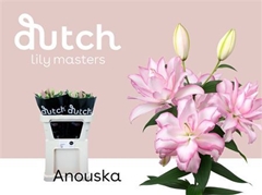 Li Or Du Anouska 80cm 25+