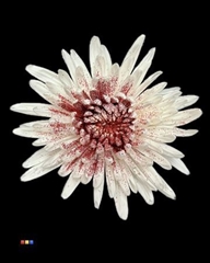 Chr G Anastasia Sparkling Red