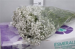 Gyps Pa Xlence 80cm 40gram