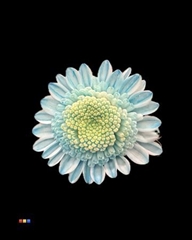 Chr T Stallion Dusty Pastel Blue