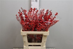 Ilex Vert (RODE Bes) 60cm
