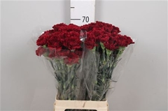 Di St Zurigo 70cm 23