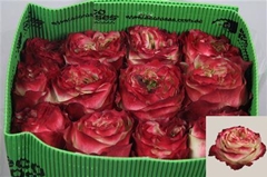 R Gr Apple Jack 70cm