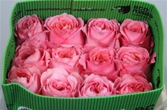 R Gr Pink X-pression 70cm