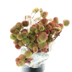 Castanea Sativa 60cm 400gram