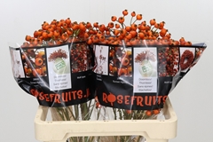 Rosa Hiphop Sunset 60cm 125gram