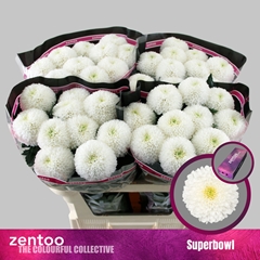Chr G Superbowl 70cm 80gram