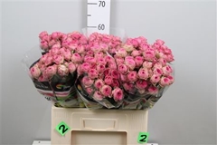 R Tr Pink Bijoux 60cm 55+
