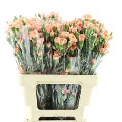 Di Tr Peach Vanilla 60cm 23