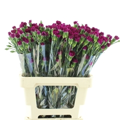 Di Tr Purple Spectro 60cm 23