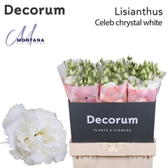Eus G Celeb Chrystal 70cm