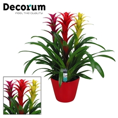 Bromelia Aran 6% 21Ø