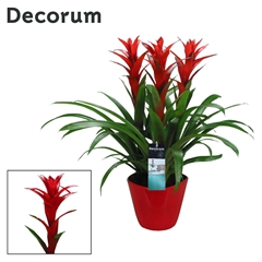Bromelia Aran 6% 21Ø
