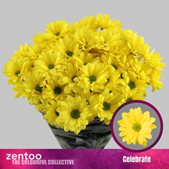 Chr T Celebrate 70cm 85gram