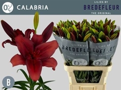 Li La Calabria