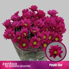 Chr T Purple Star 70cm 75gram