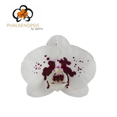 Phal Wine Drops