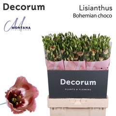 Eus E Bohemian Choco 70cm