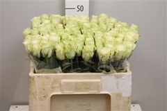 R Gr Athena 50cm