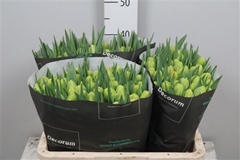 Tu Du Icoon 44cm 42gram 12
