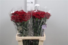 Di St Zurigo 65cm 23