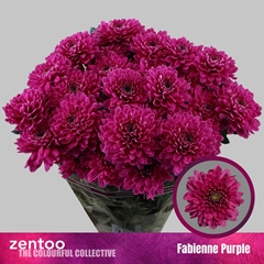 Chr T Fabienne Purpl 70cm 85gram