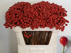 Rosa R Hooijdonk 2.0 70cm