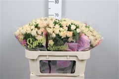 R Tr Sancerre 70cm 75+