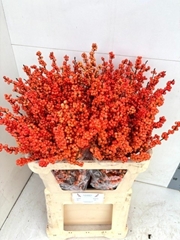 Ilex Winter Gold 80cm