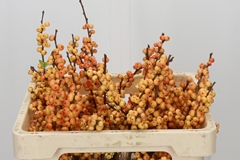 Ilex Ve Ilexia Julia 50cm