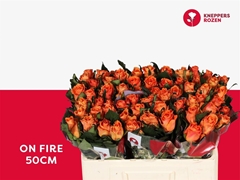 R Gr On Fire