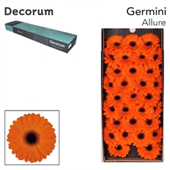 Germini Allure 45cm 7cm Ø