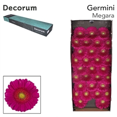 Germini Megara+ 45cm 7cm Ø