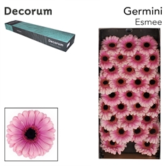 Germini Esmee 45cm 7cm Ø