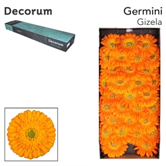 Germini Gizela 45cm 7cm Ø